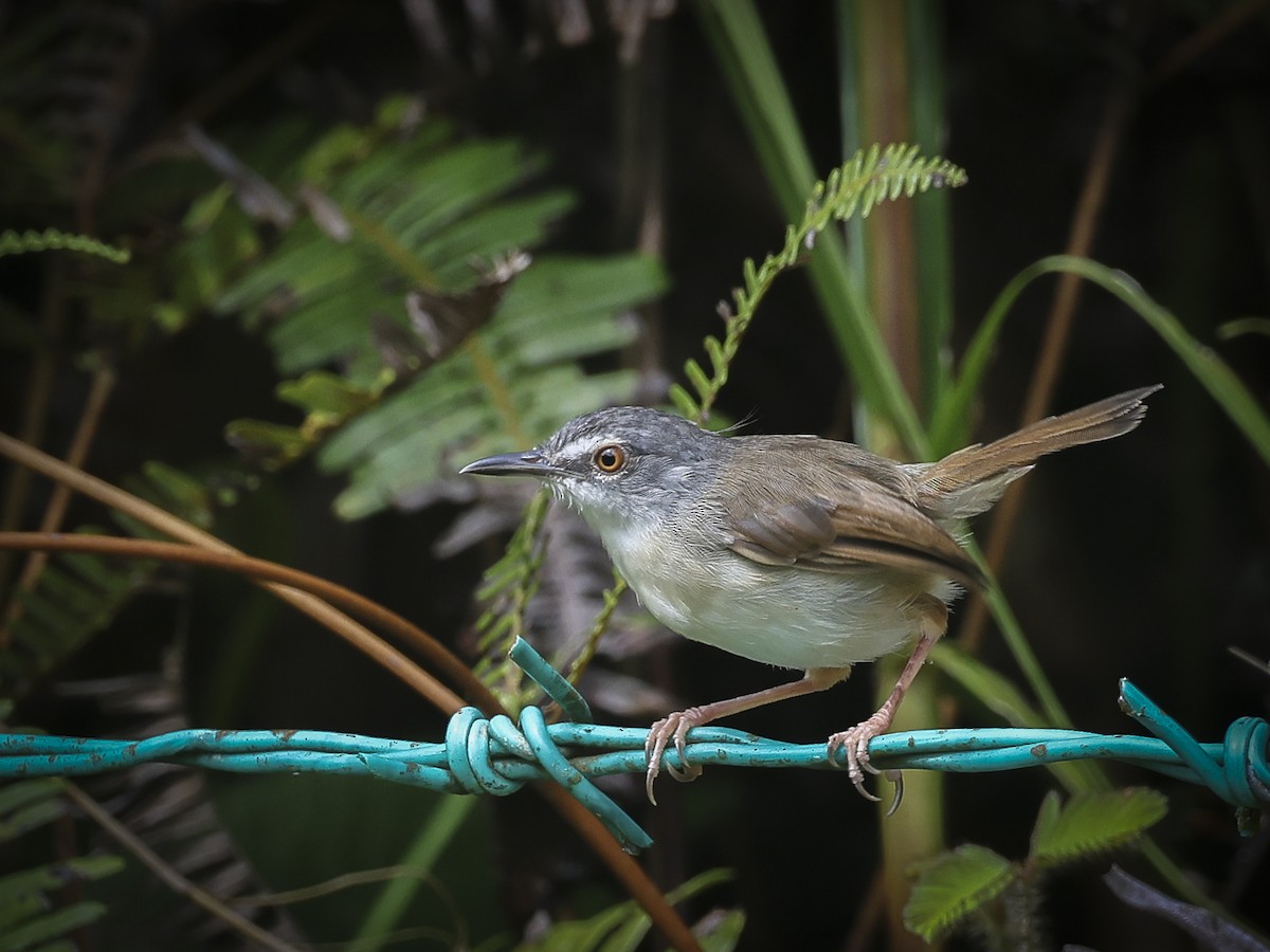 Rufescent Prinia - ML624827964