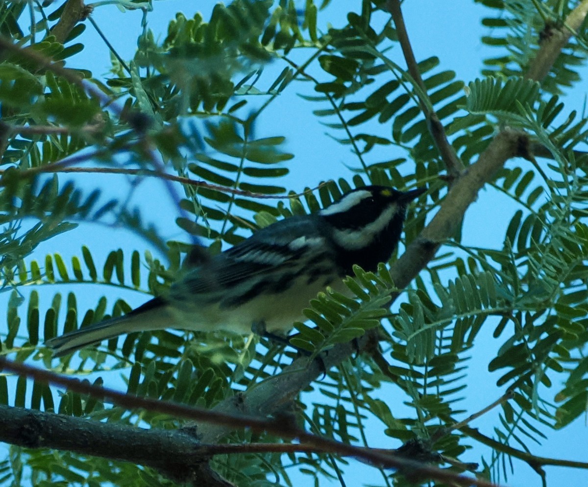 Black-throated Gray Warbler - ML624828004