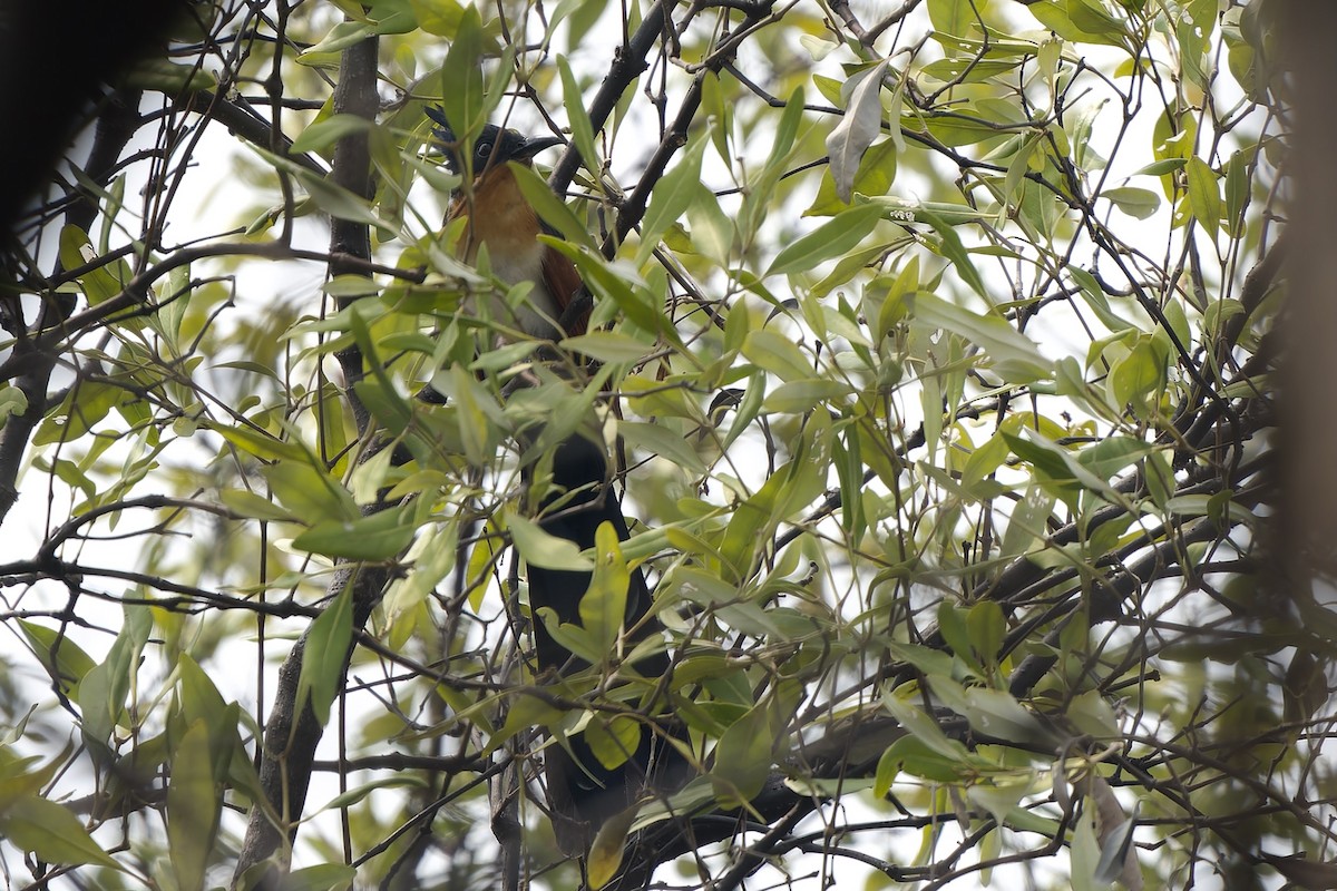 Chestnut-winged Cuckoo - ML624828082