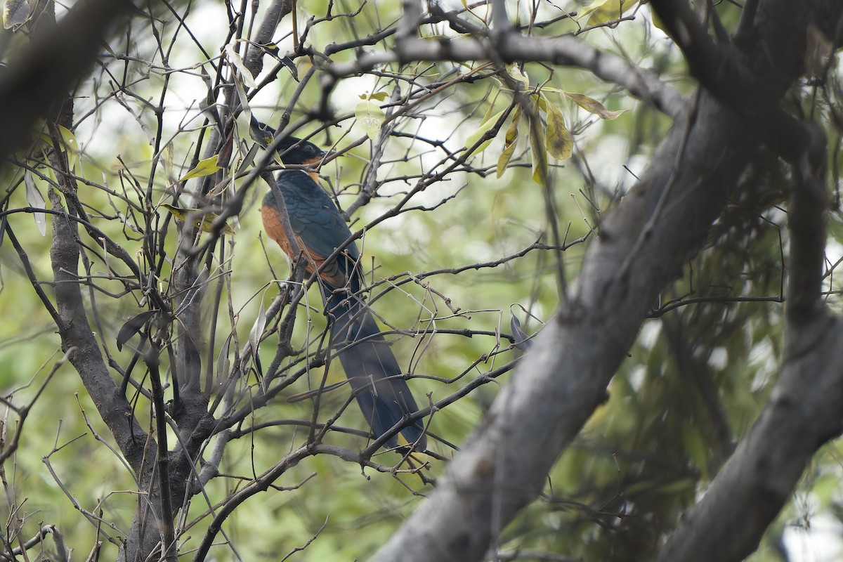 Chestnut-winged Cuckoo - ML624828083