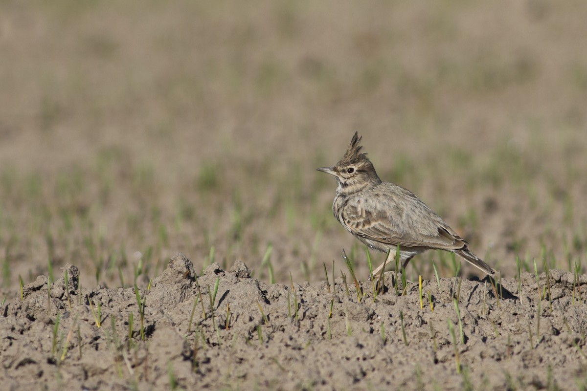 Crested Lark (Crested) - ML624828096