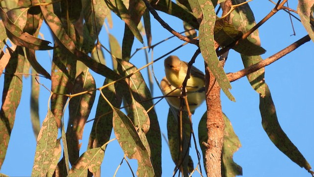 Weebill - ML624828449