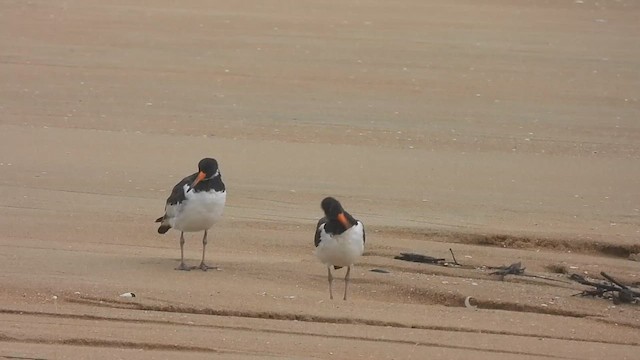 Eurasian Oystercatcher - ML624828503
