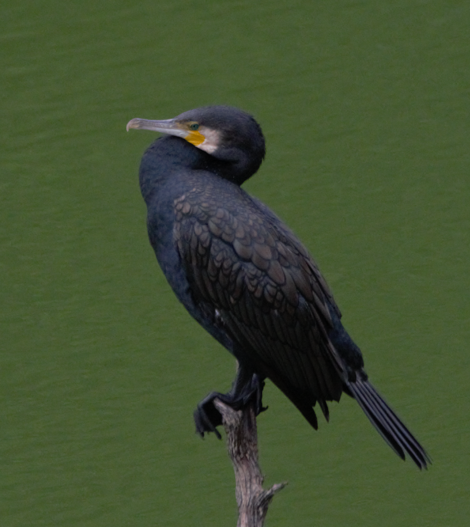 Great Cormorant - ML624828532