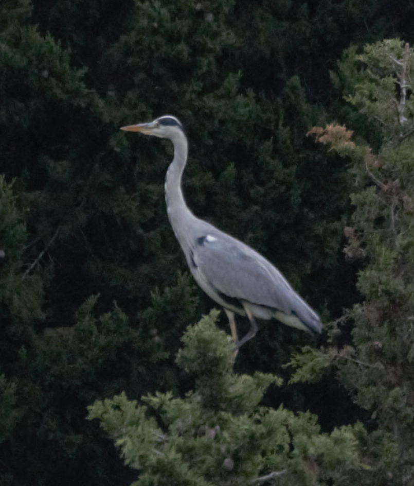 Gray Heron - ML624828548