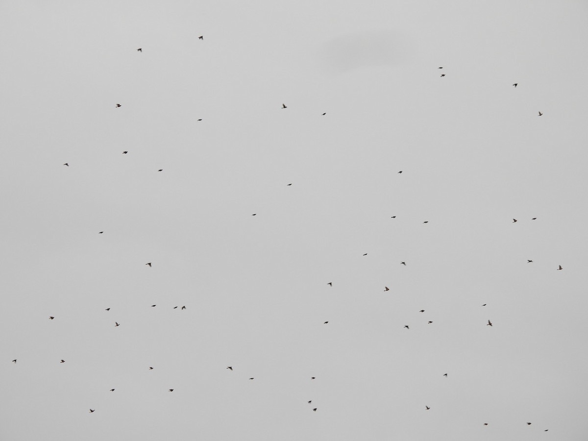 American Robin - ML624828551