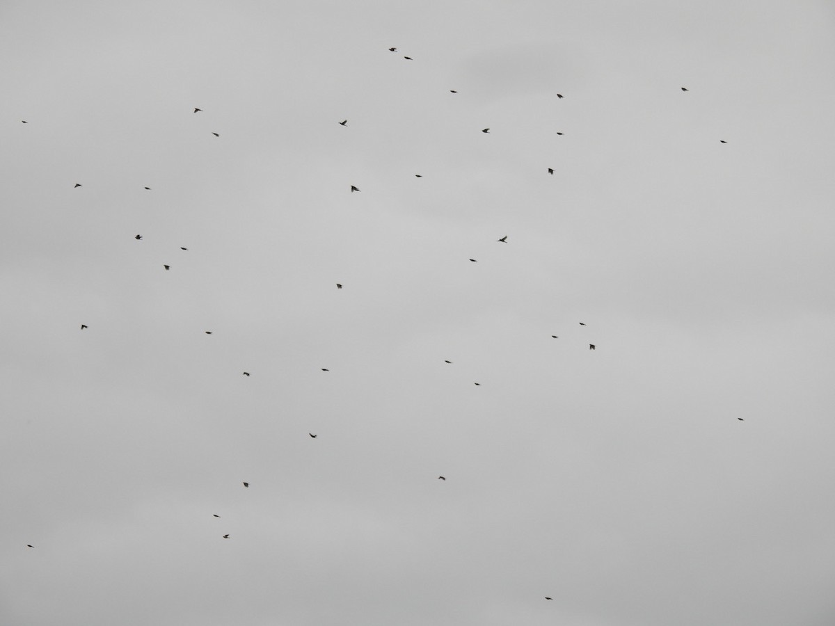 American Robin - ML624828586