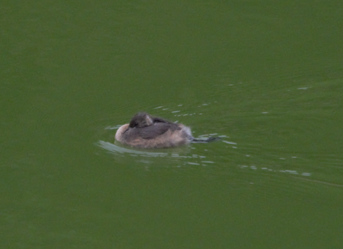 Little Grebe - ML624828604