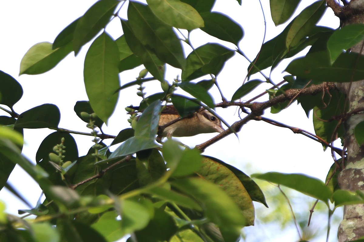 Ухаа дунхай - ML624828607