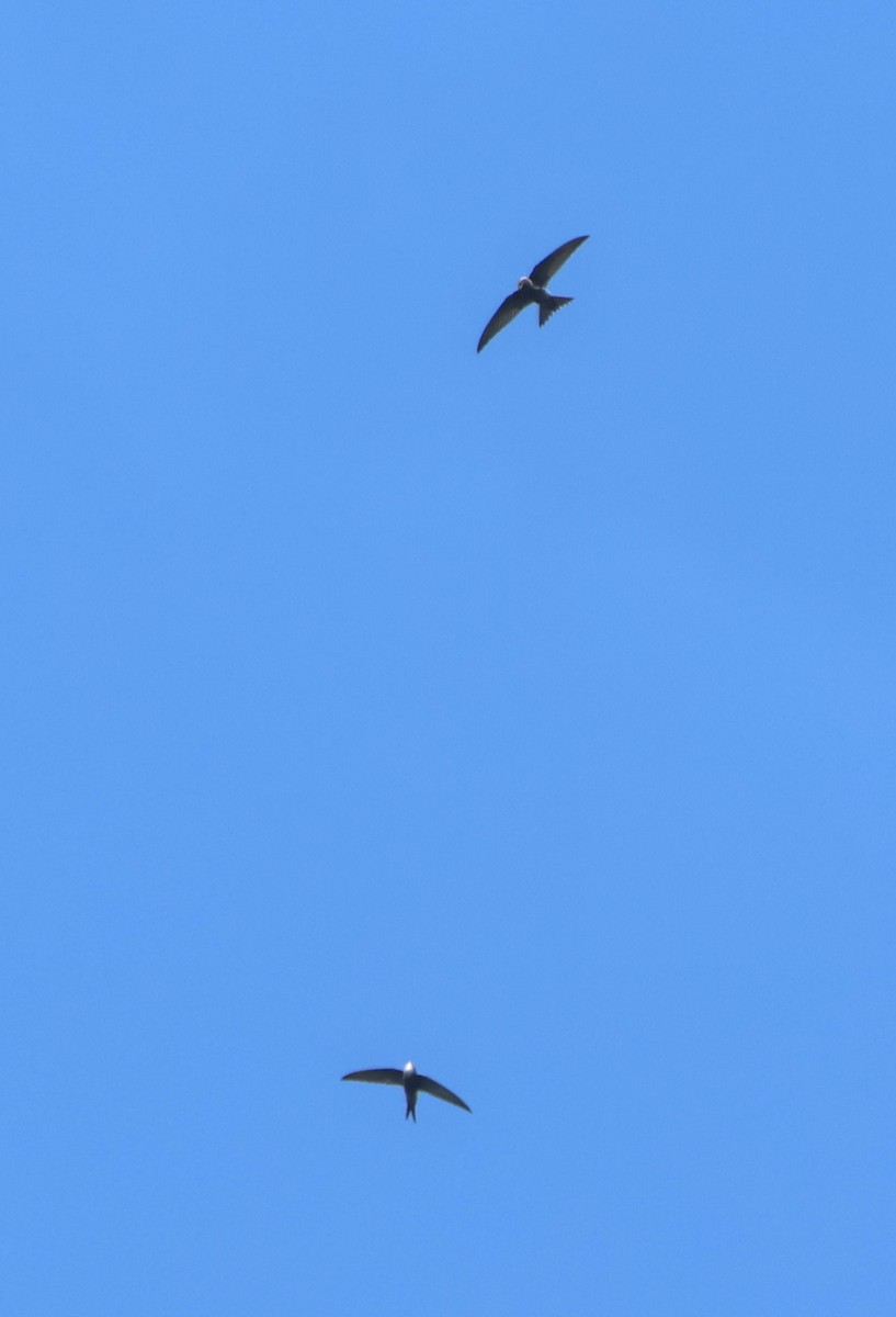 Хондлой цагаан ураацай - ML624828620