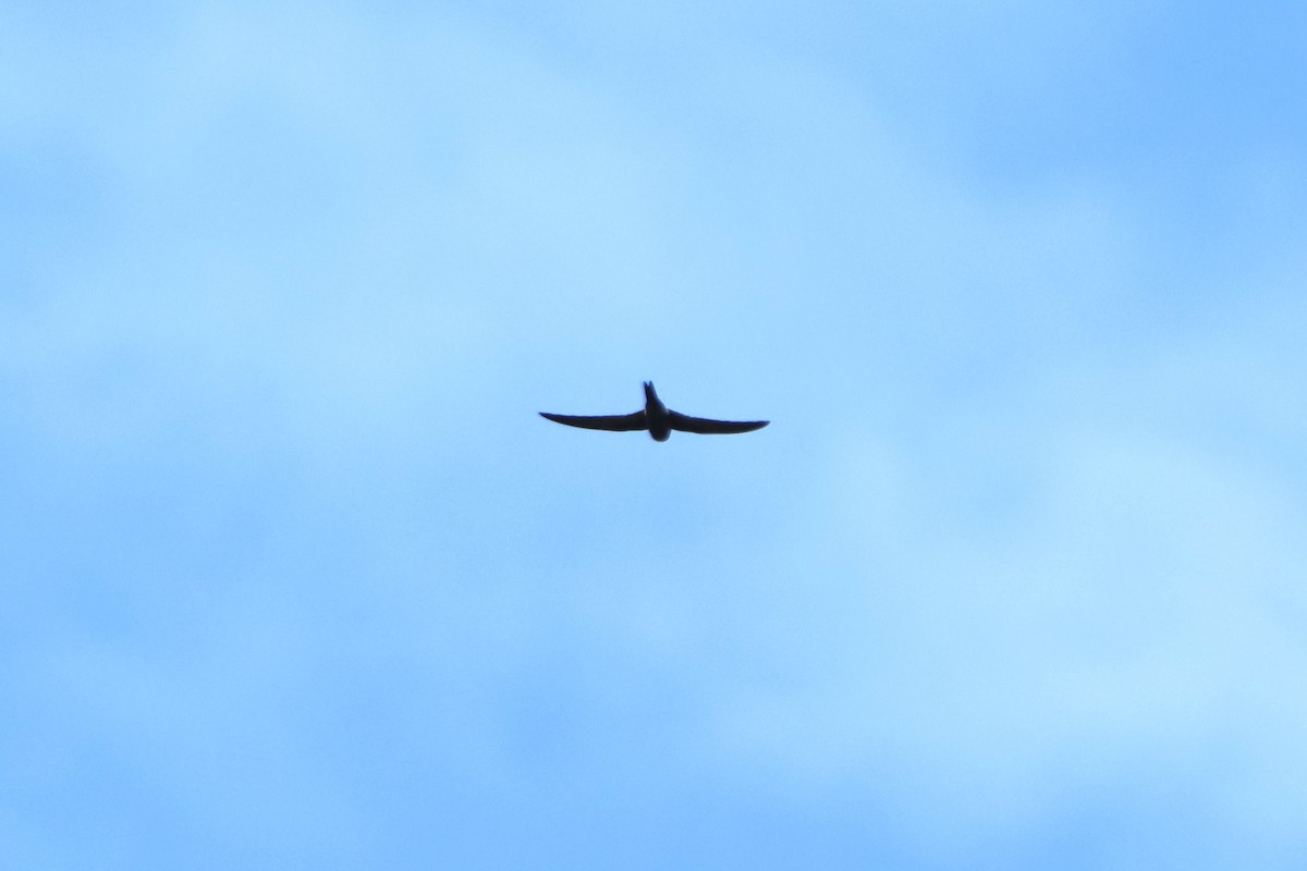 Хондлой цагаан ураацай - ML624828621