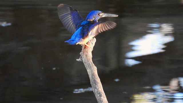 Azure Kingfisher - ML624828680