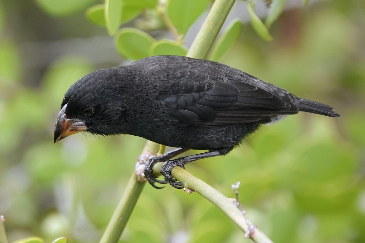 Medium Ground-Finch - ML624828825