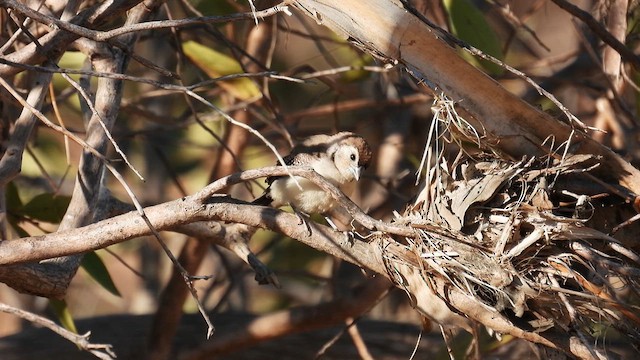 Double-barred Finch - ML624828866
