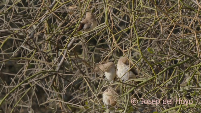 African Silverbill - ML624828899