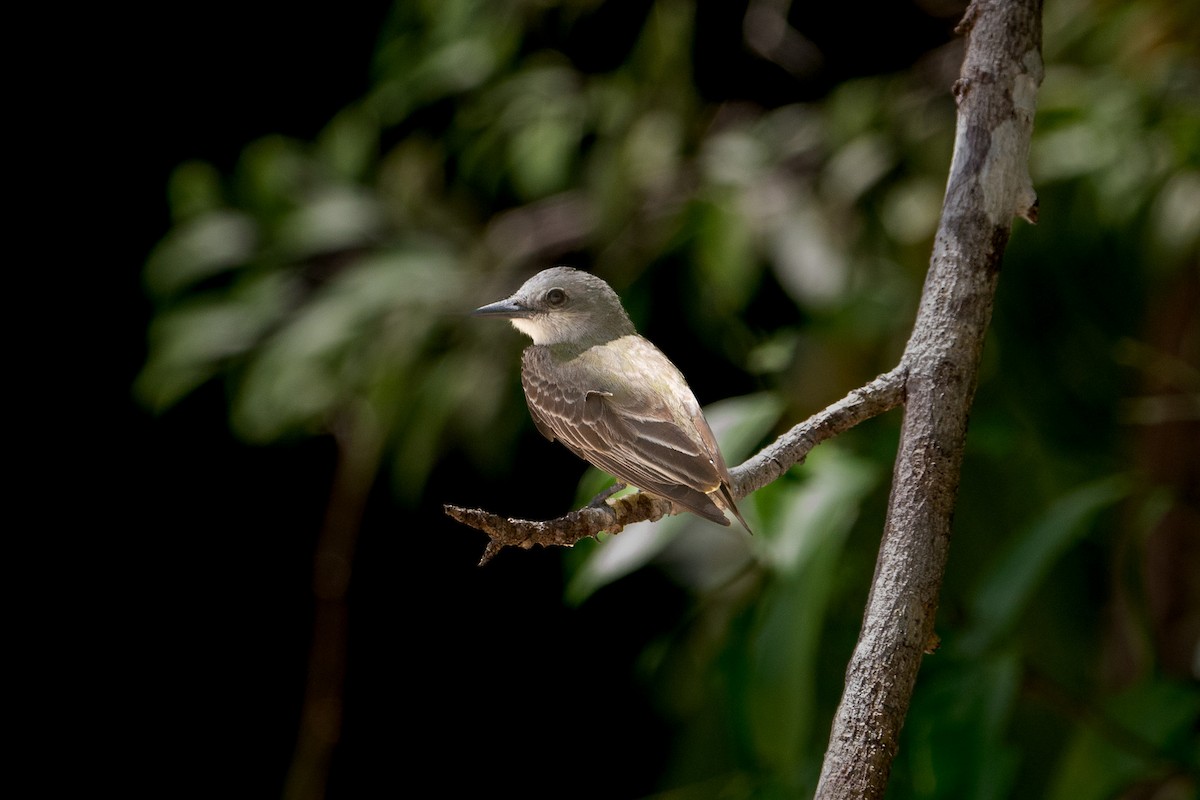 Tropical Kingbird - ML624828964