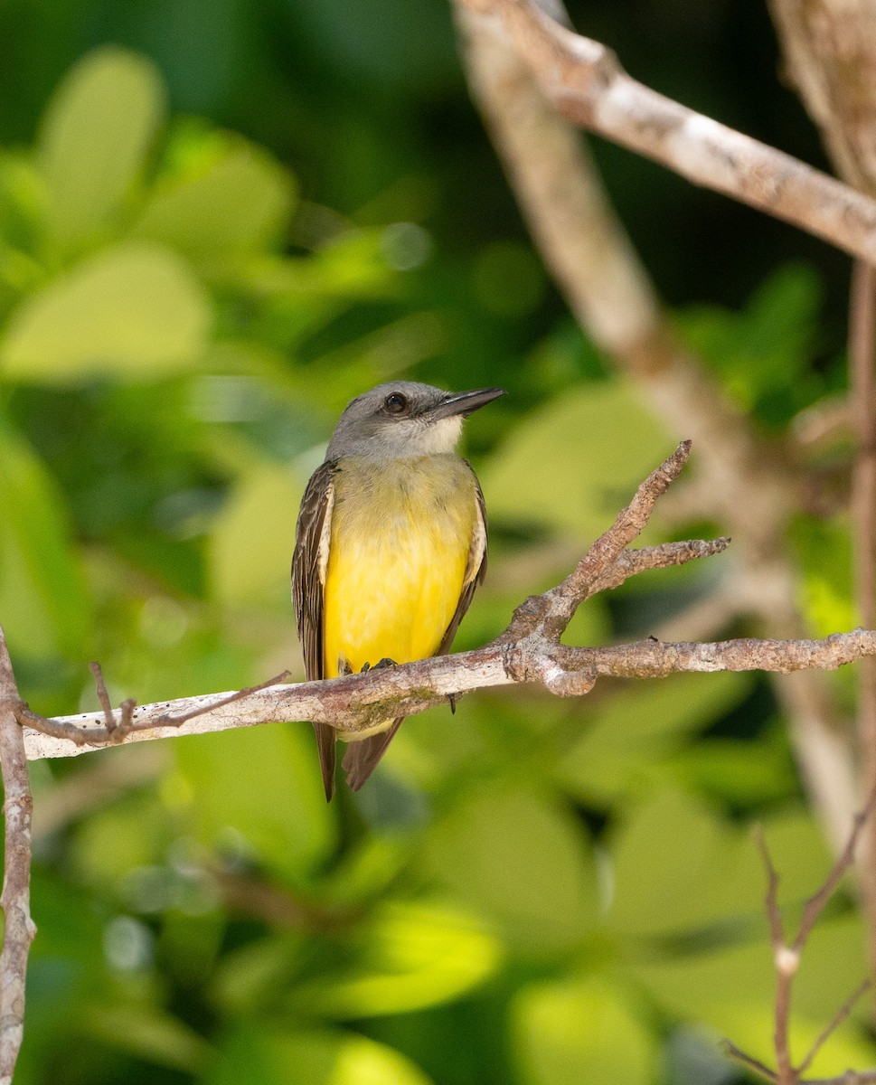 Tropical Kingbird - ML624828965