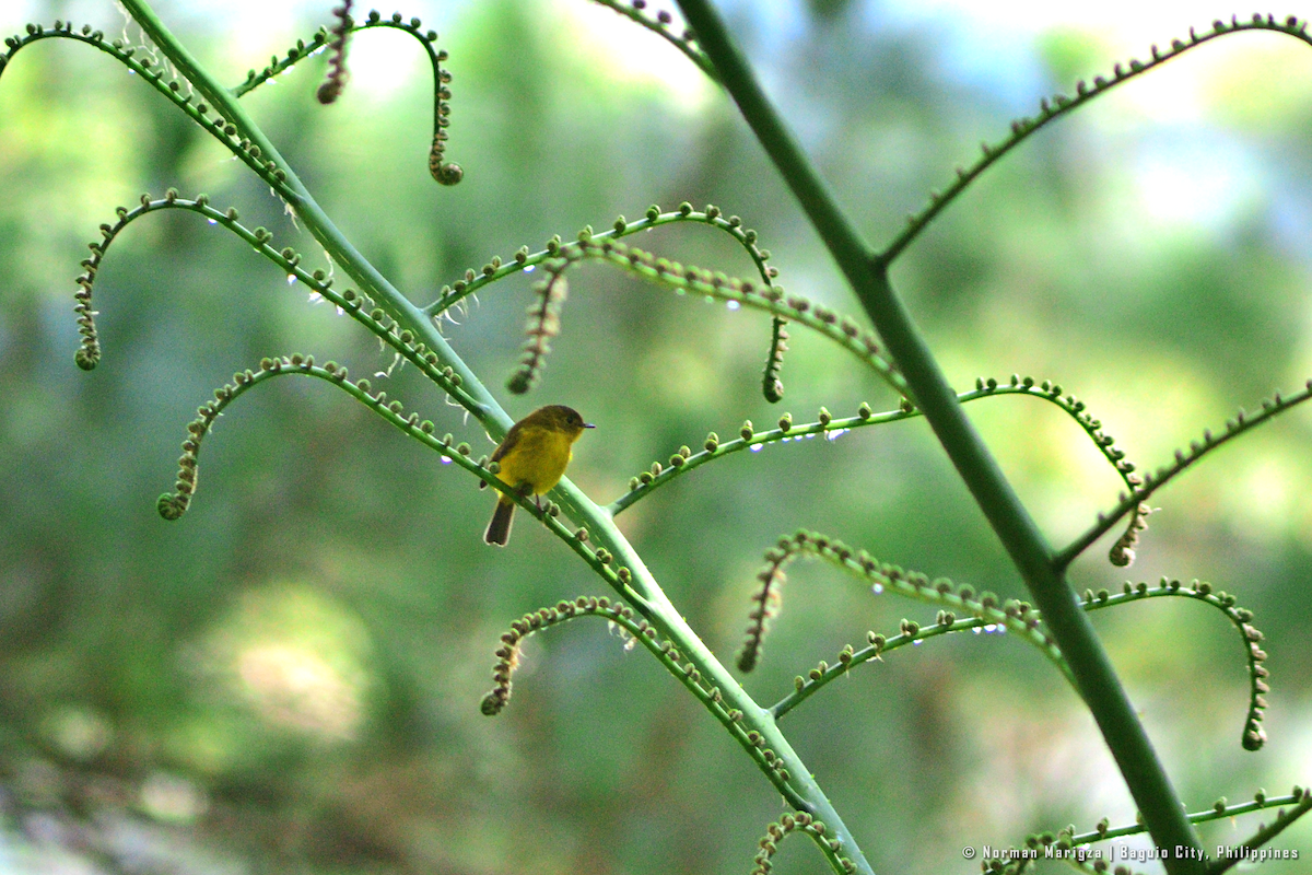 Gobemoustique canari - ML624829063