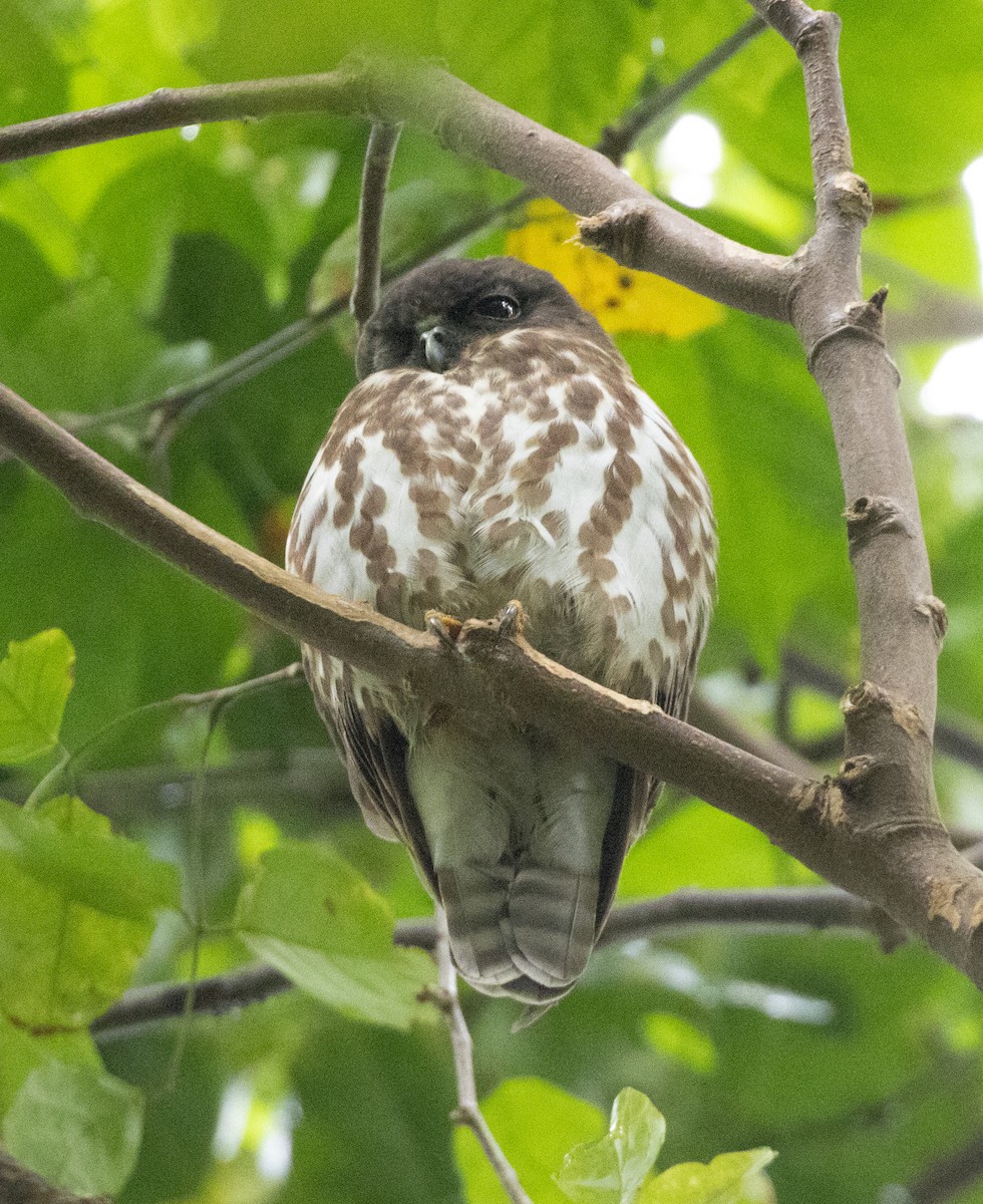 Northern Boobook - ML624829141