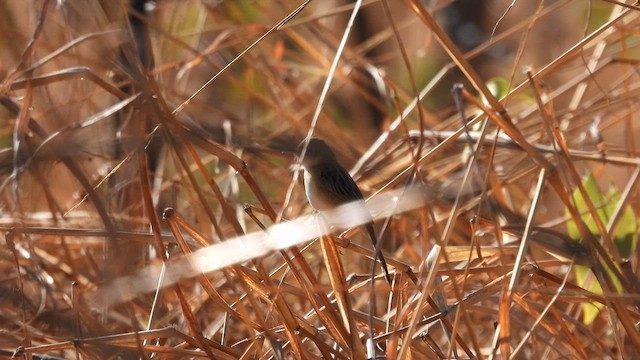 Golden-headed Cisticola - ML624829157