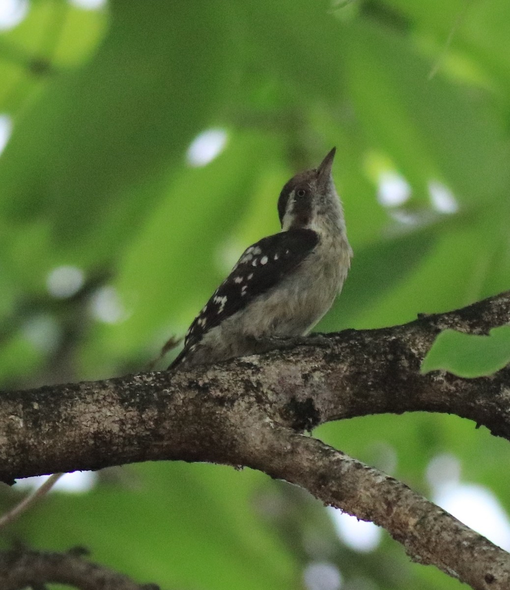 Brown-capped Pygmy Woodpecker - ML624829225