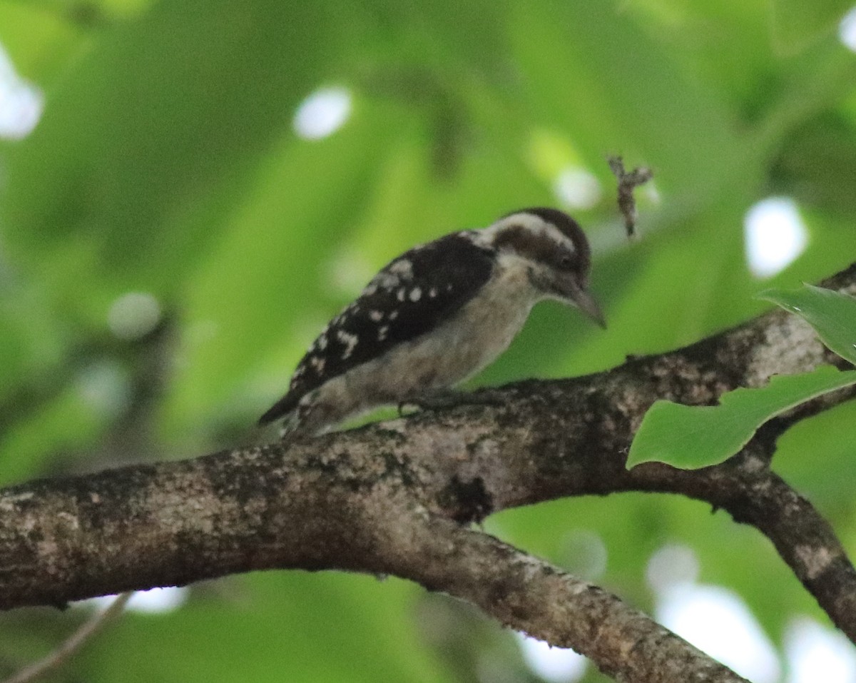 Brown-capped Pygmy Woodpecker - Afsar Nayakkan