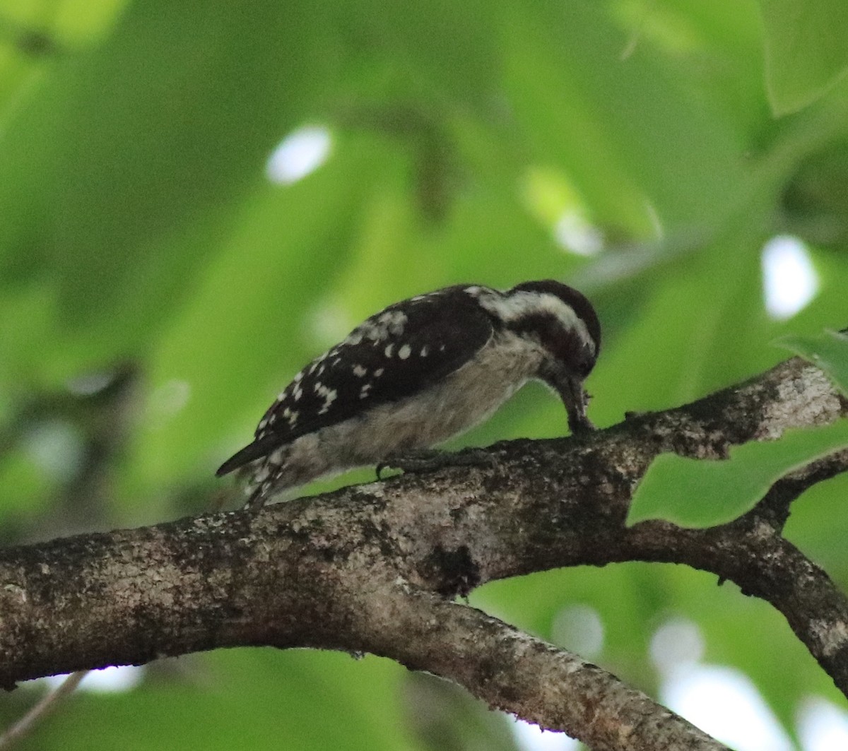 Brown-capped Pygmy Woodpecker - ML624829227