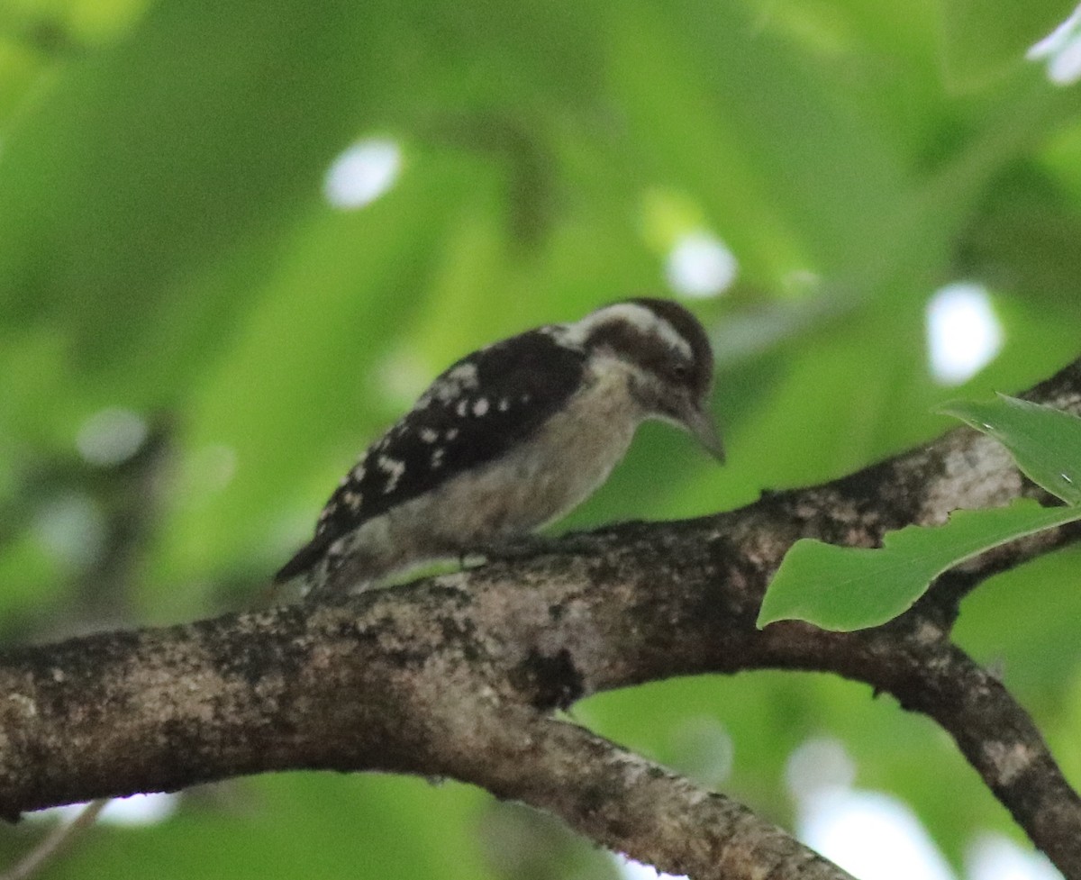 Brown-capped Pygmy Woodpecker - ML624829228