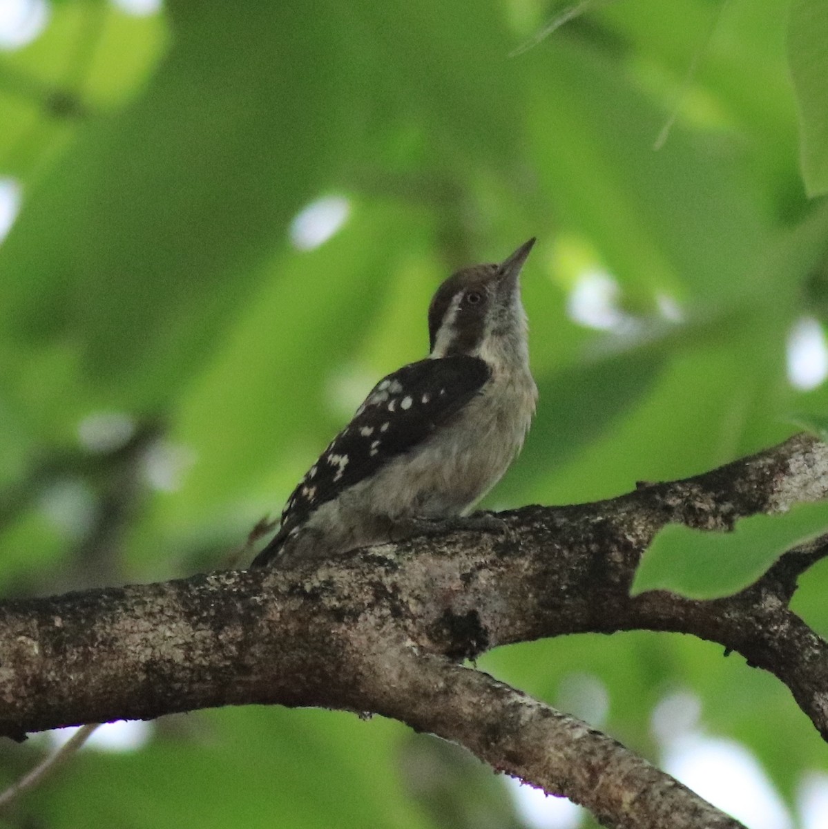 Brown-capped Pygmy Woodpecker - ML624829229