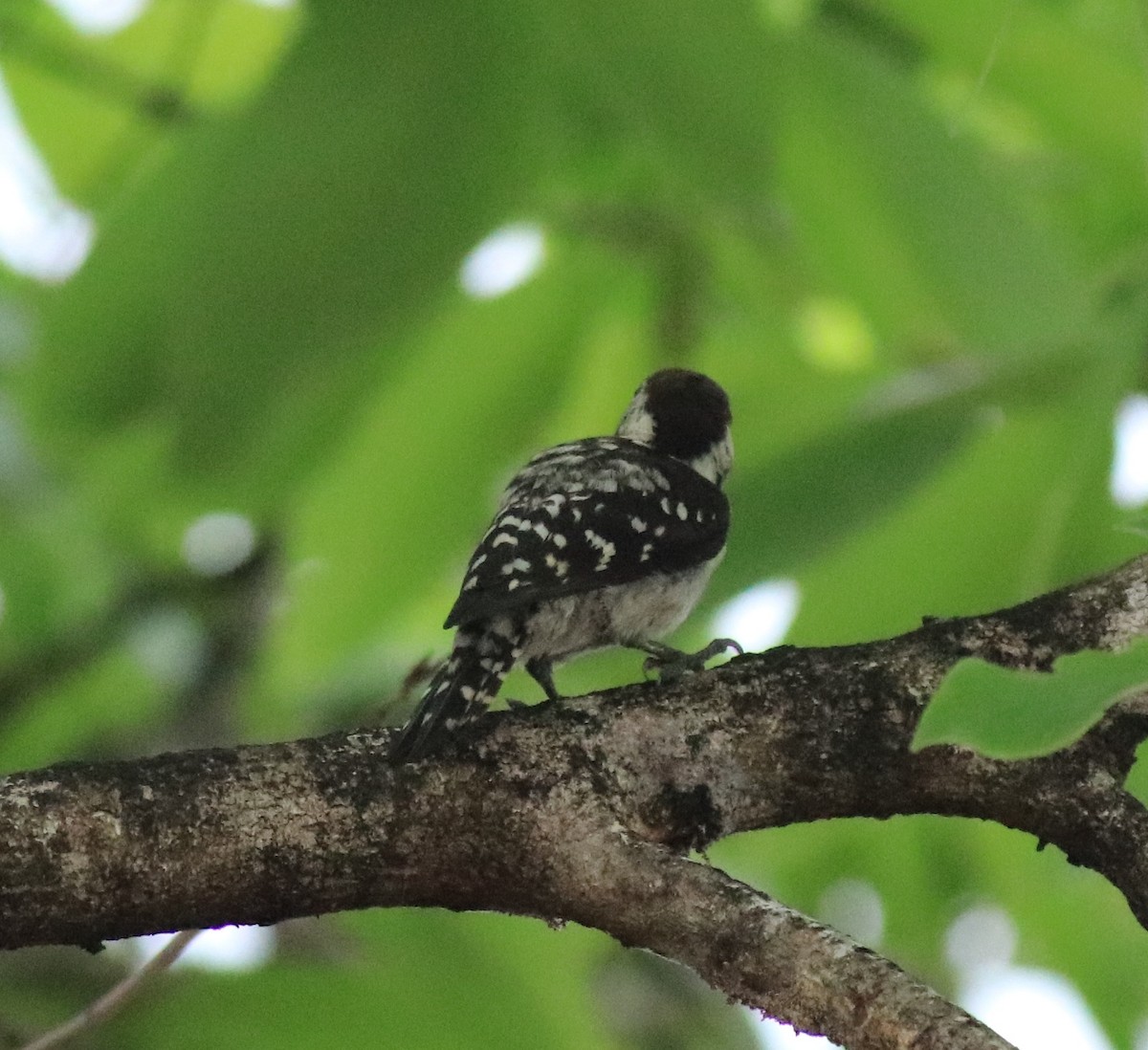 Brown-capped Pygmy Woodpecker - ML624829230