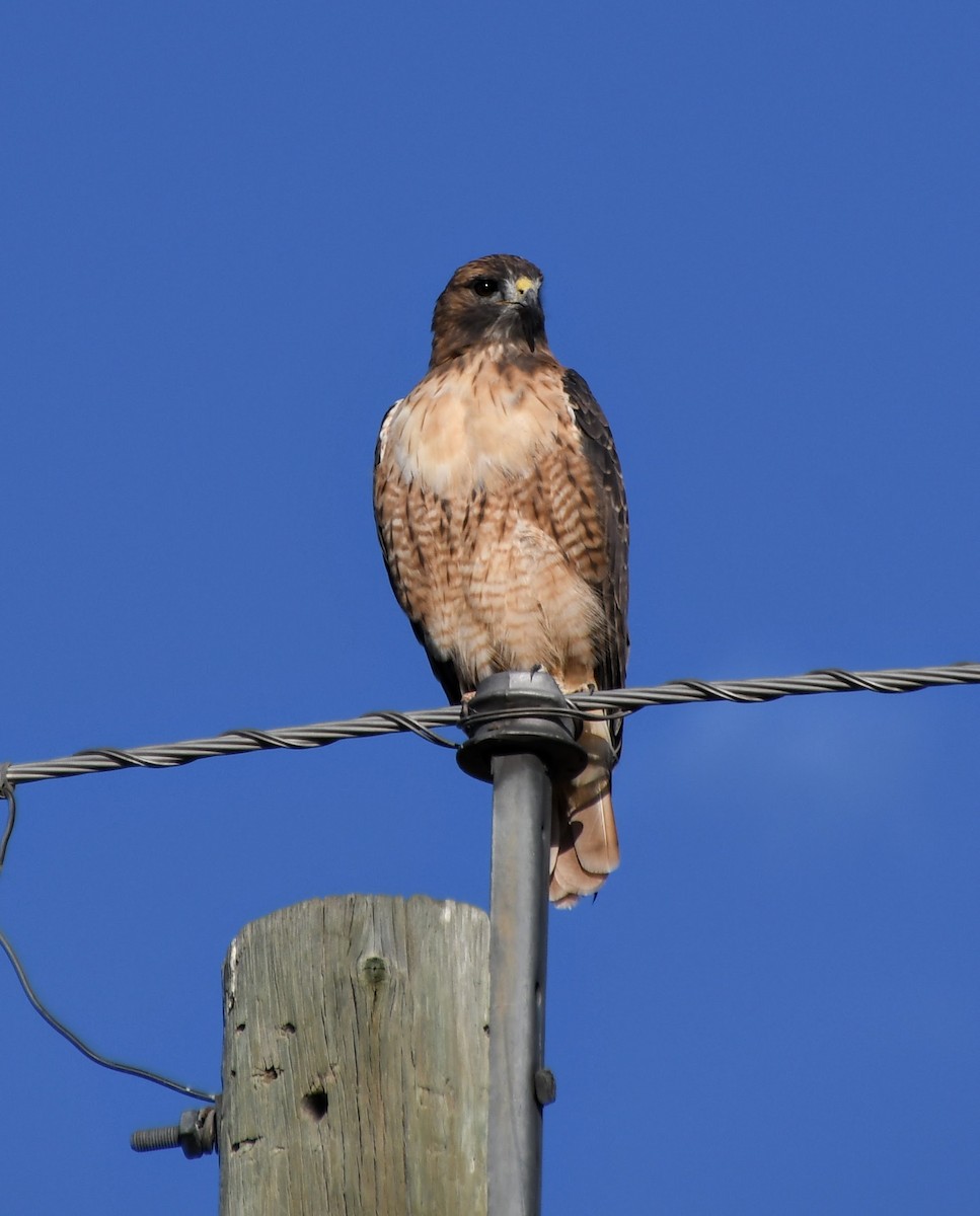 Red-tailed Hawk - ML624829281