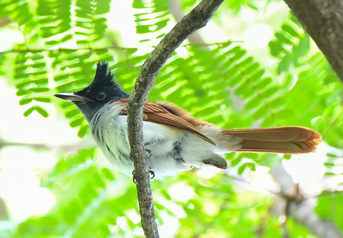 Indian Paradise-Flycatcher - ML624829307