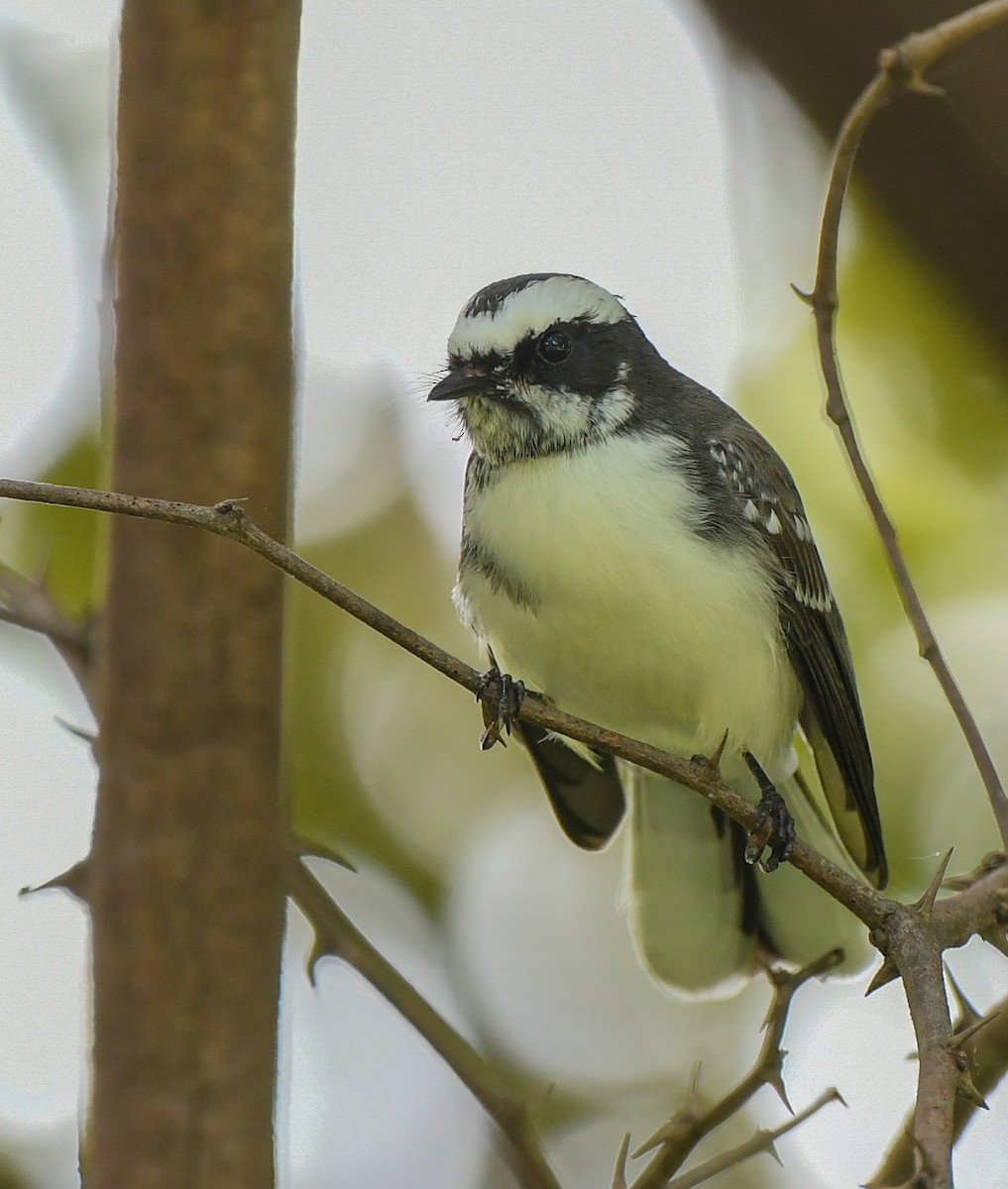 White-browed Fantail - ML624829319