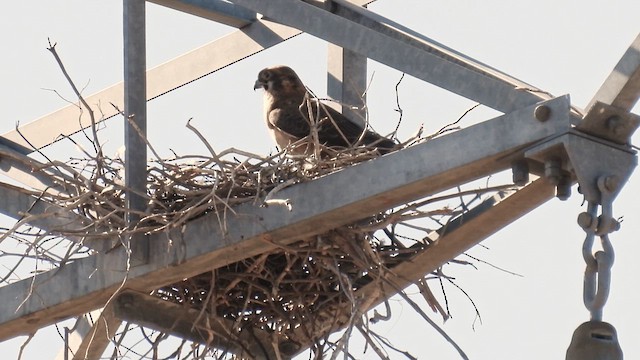 Brown Falcon - ML624829333