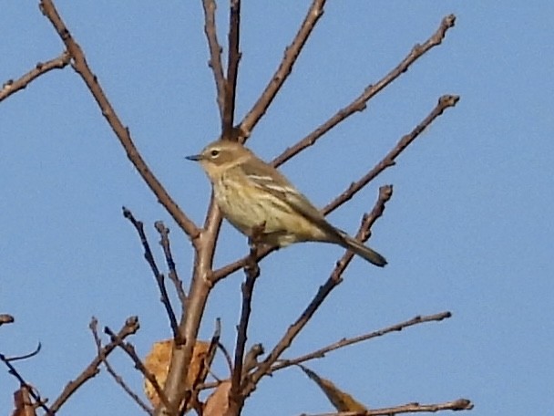 キヅタアメリカムシクイ（coronata） - ML624829414