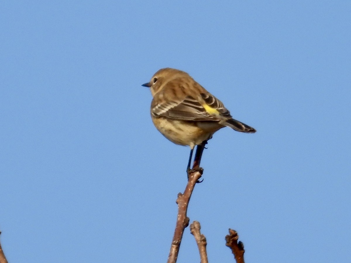 キヅタアメリカムシクイ（coronata） - ML624829415