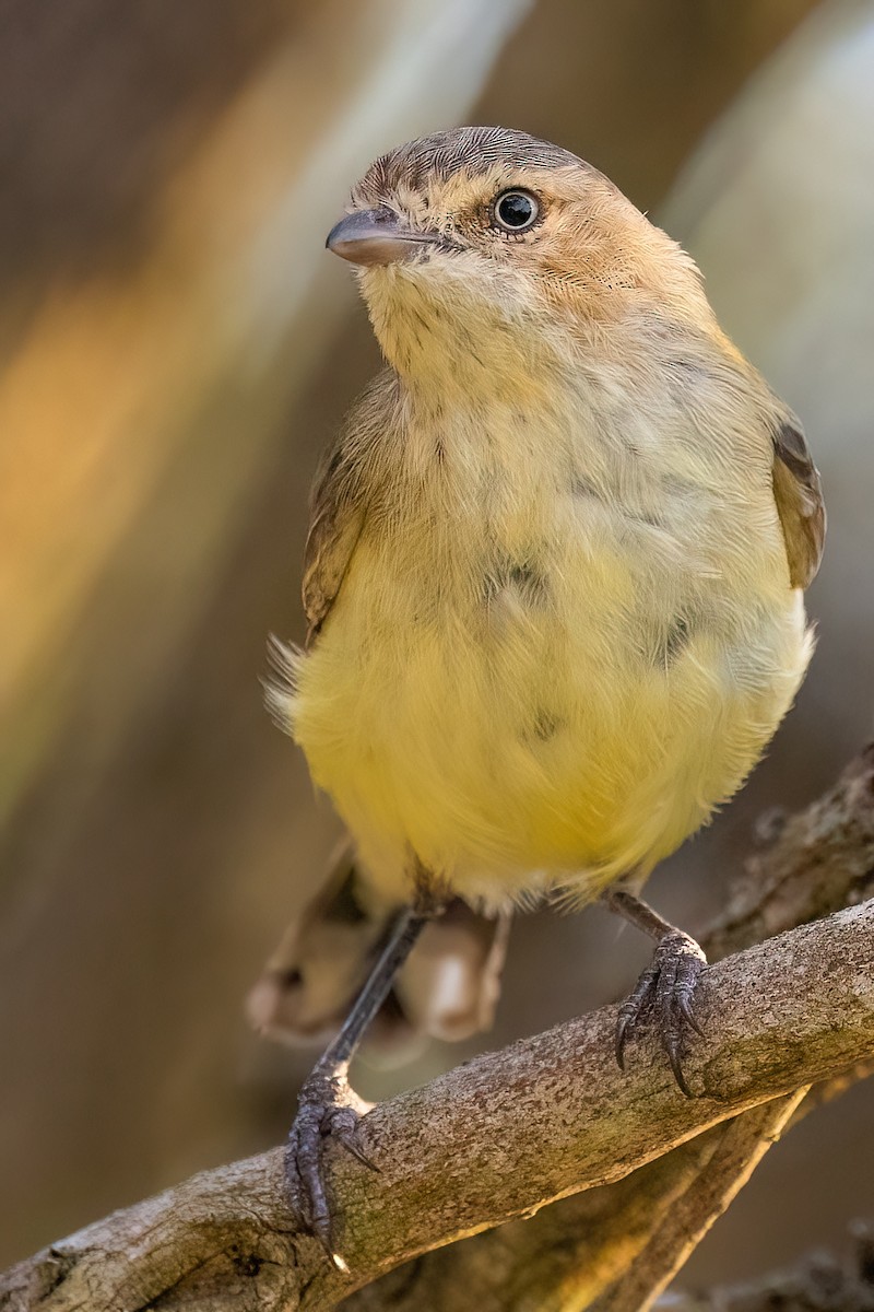 Weebill - ML624829421