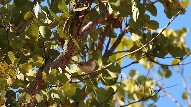 Red-backed Fairywren - ML624829438
