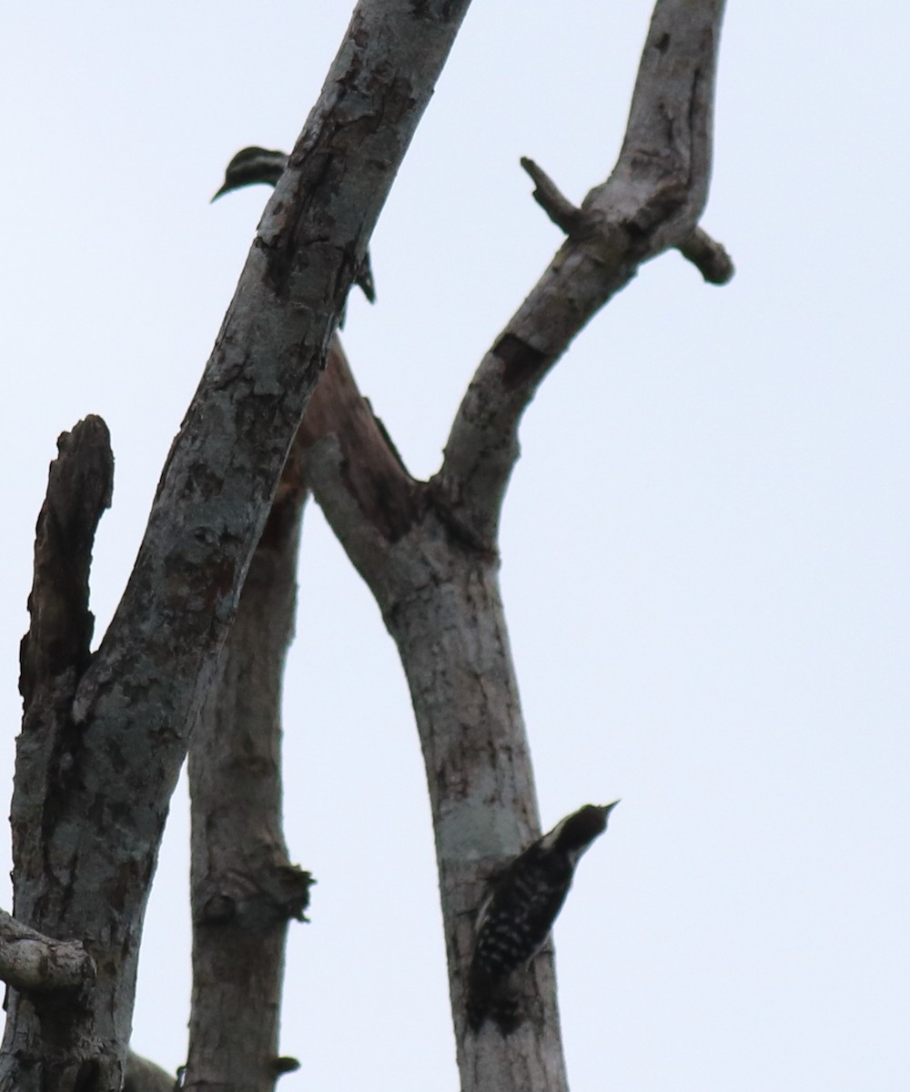 Brown-capped Pygmy Woodpecker - ML624829507