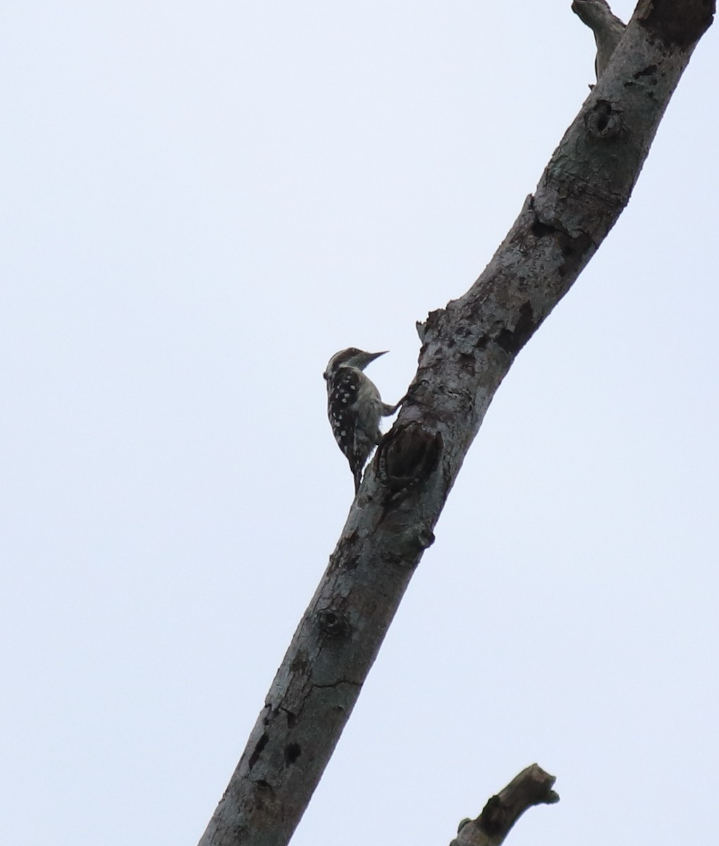 Brown-capped Pygmy Woodpecker - ML624829508