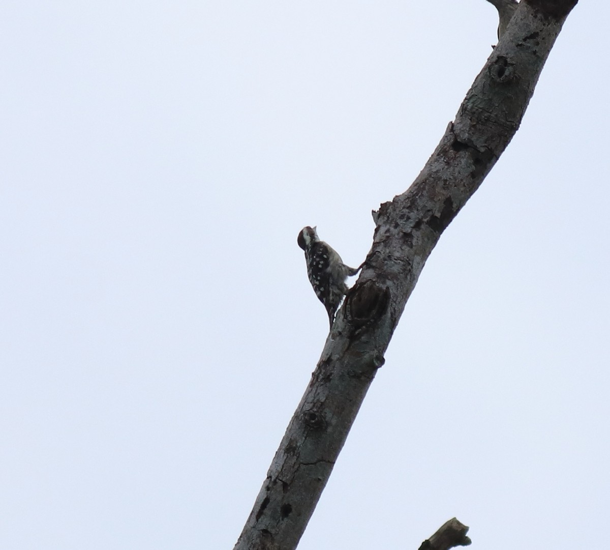 Brown-capped Pygmy Woodpecker - ML624829509