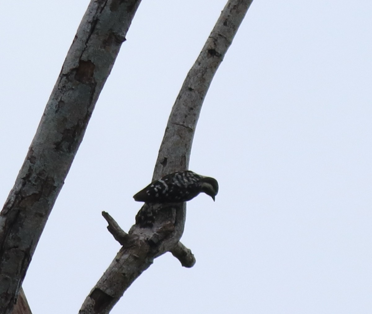 Brown-capped Pygmy Woodpecker - ML624829510