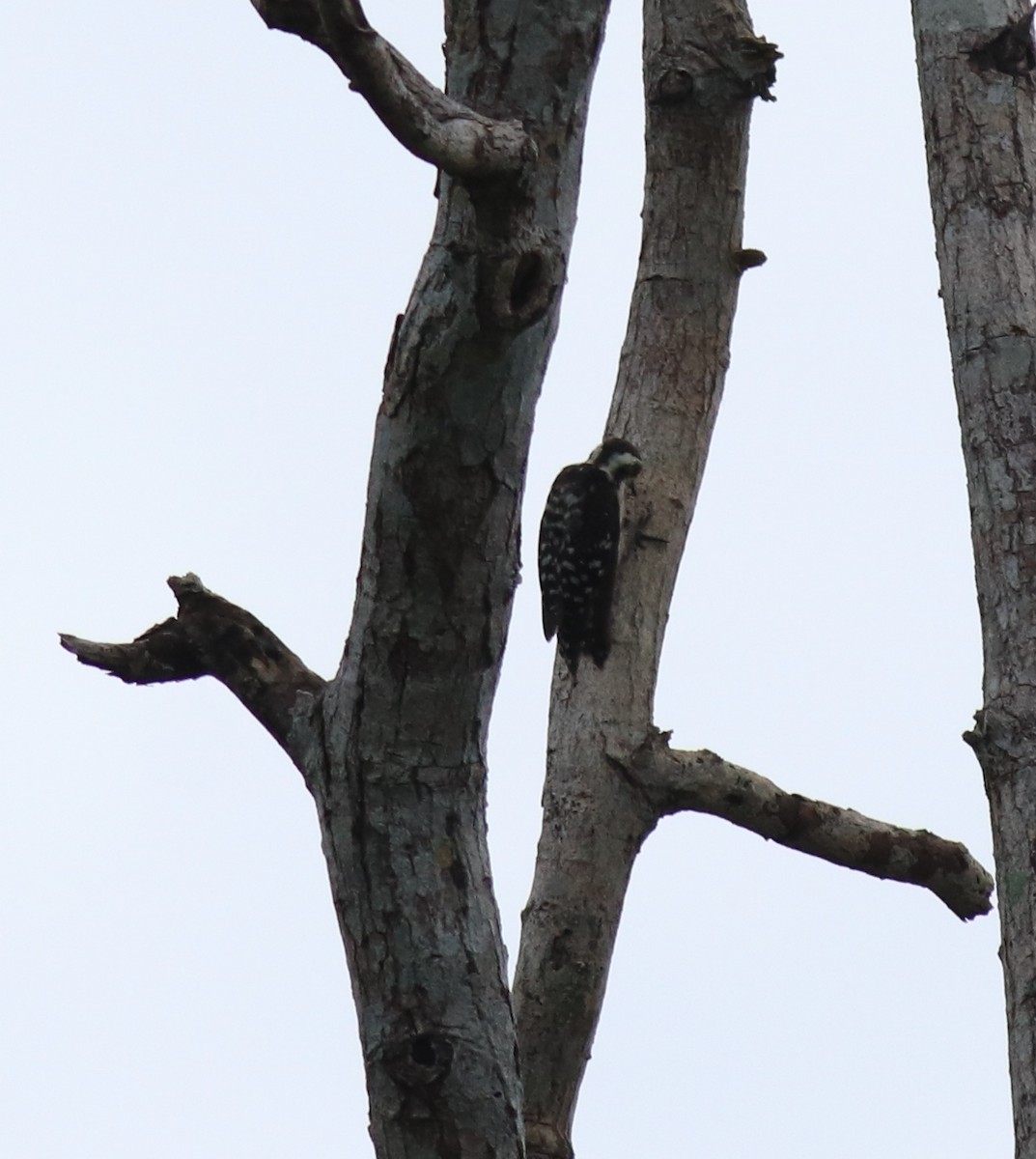 Brown-capped Pygmy Woodpecker - ML624829511