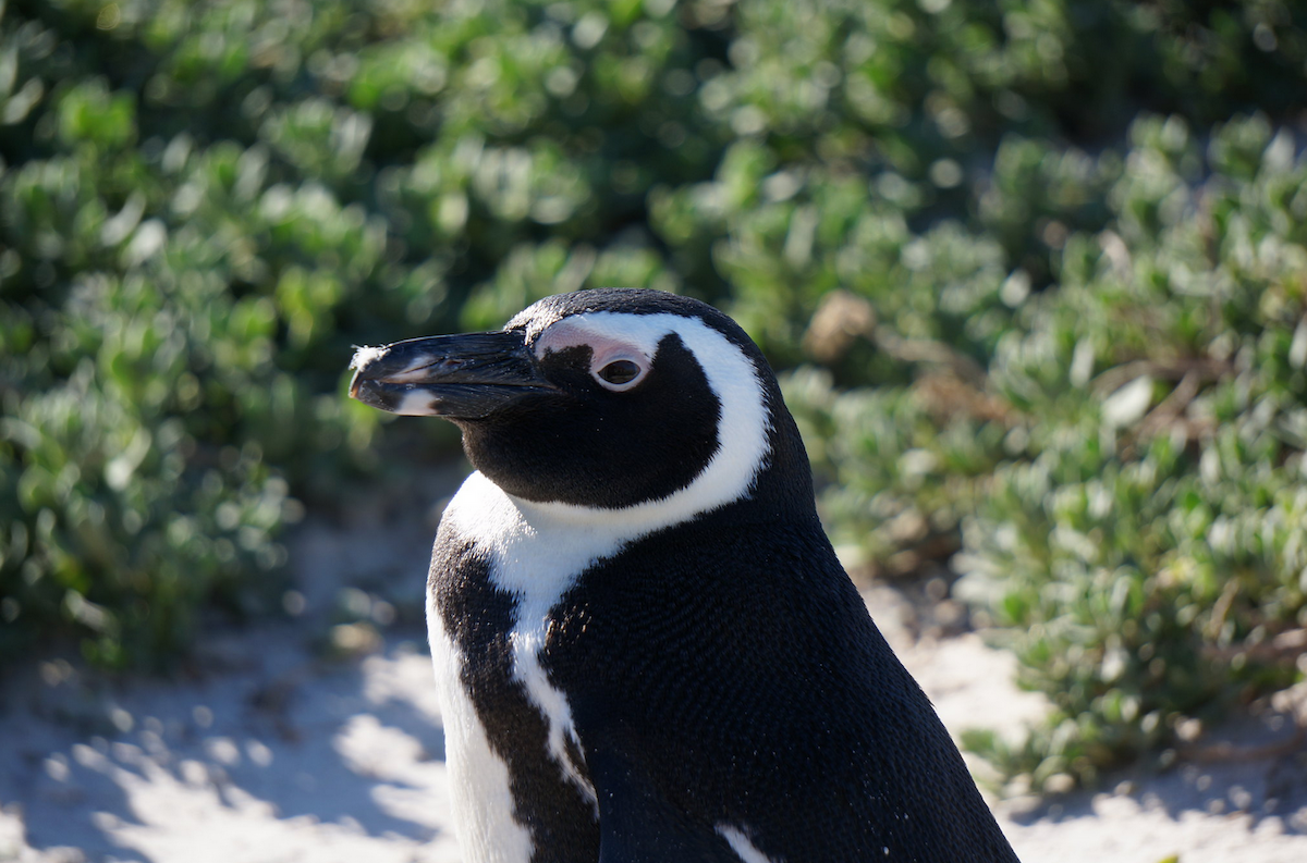 African Penguin - Mara Forneris