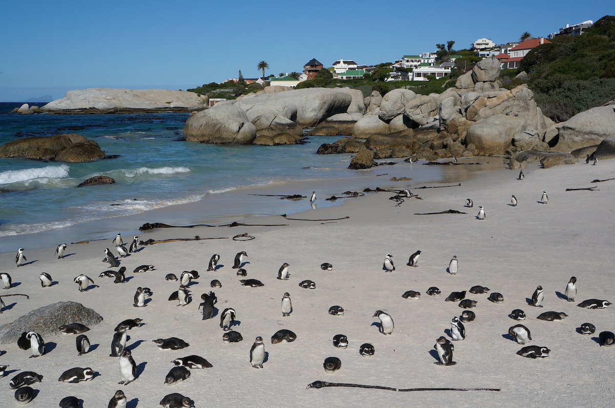 African Penguin - ML624829560