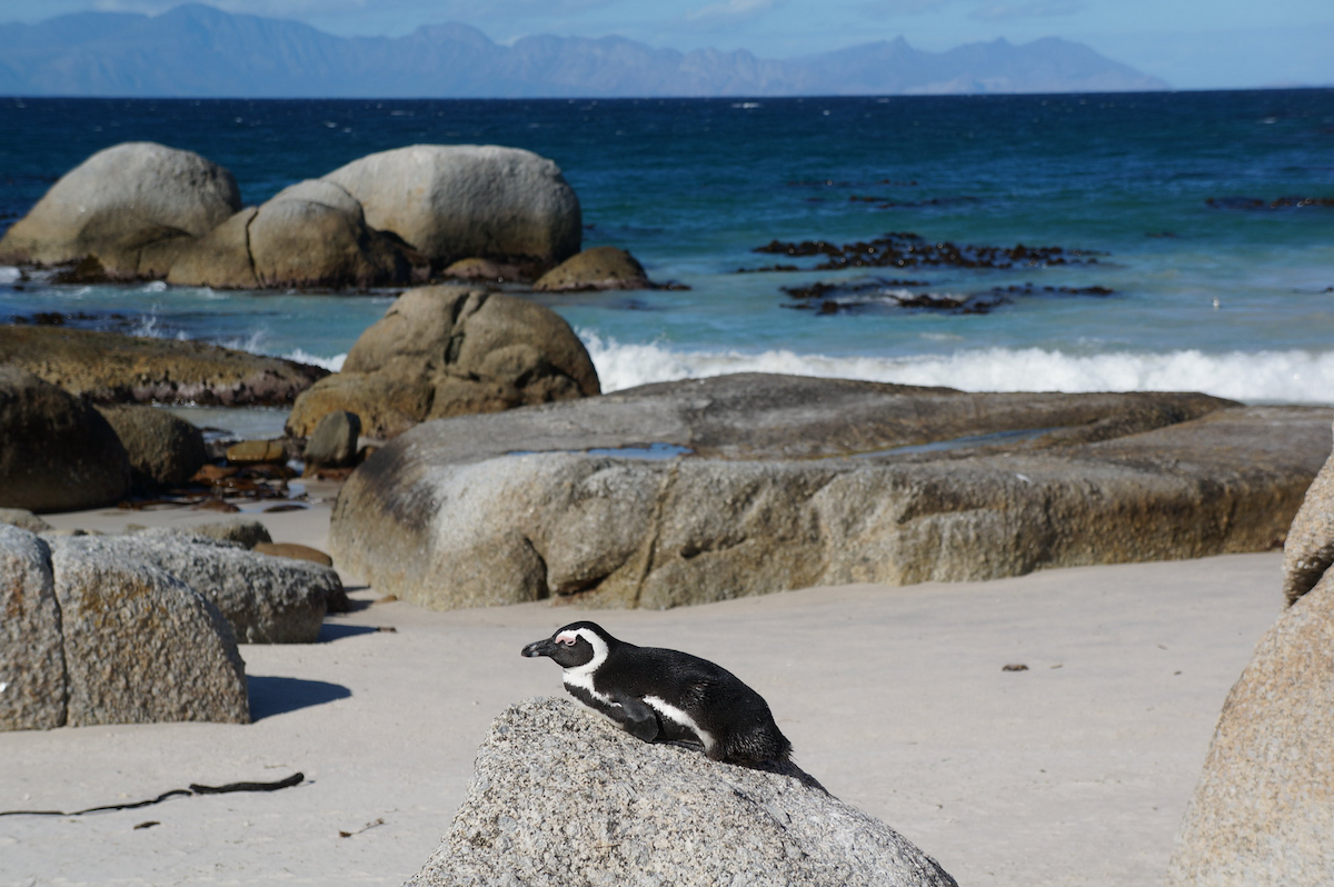 African Penguin - ML624829561