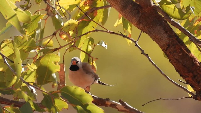 Long-tailed Finch - ML624829565