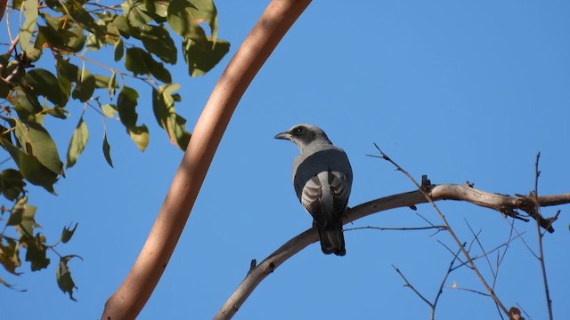 Black-faced Cuckooshrike - ML624829727