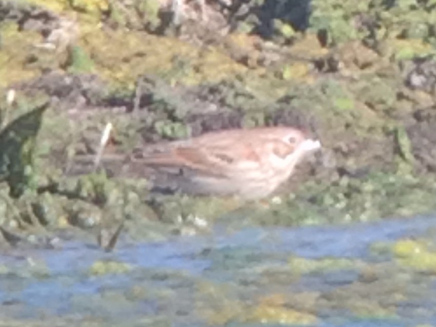 Vesper Sparrow - ML624829760