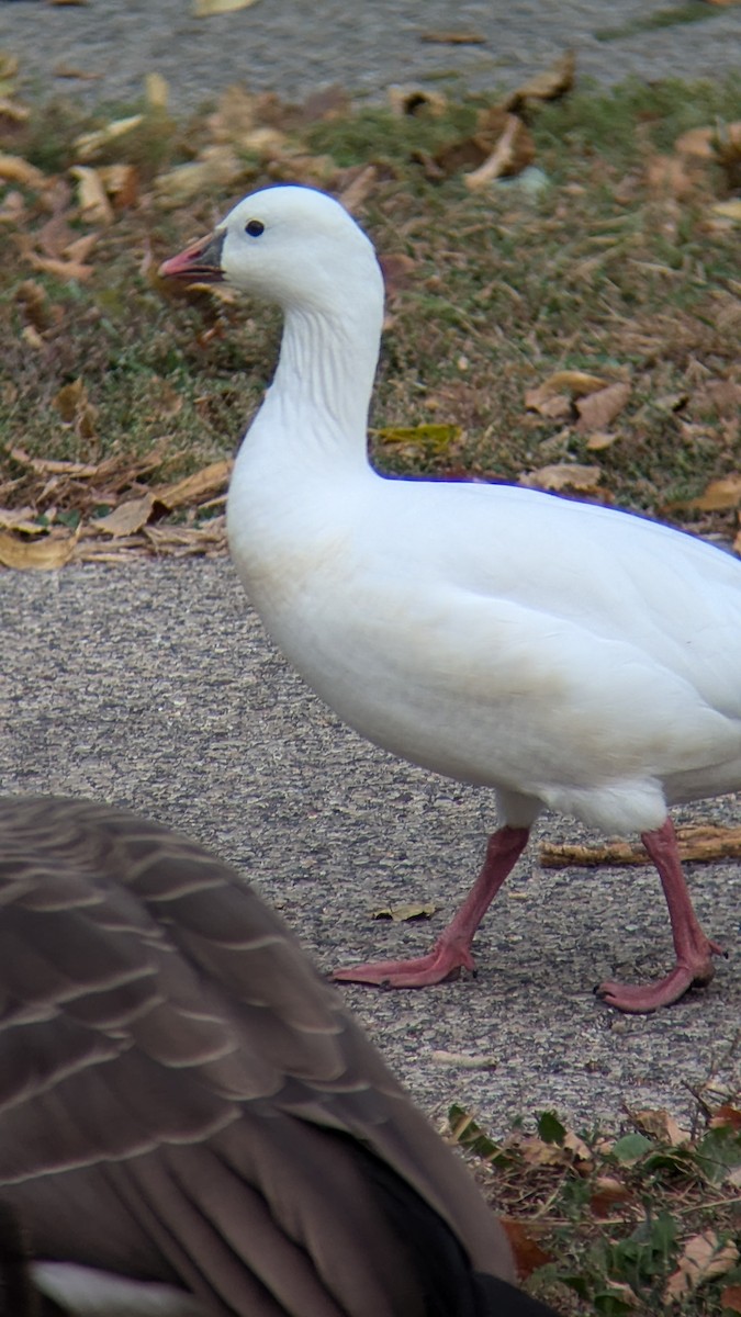 Ross's Goose - ML624829793
